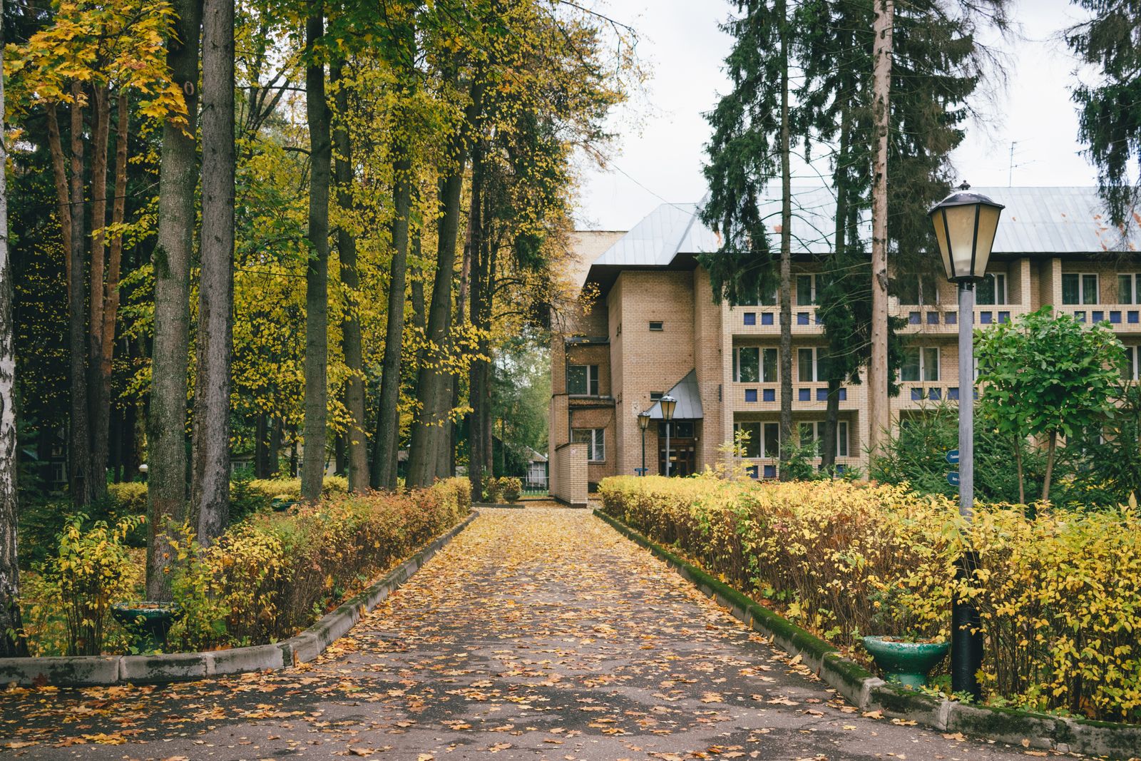 Autumn trees along a residential street