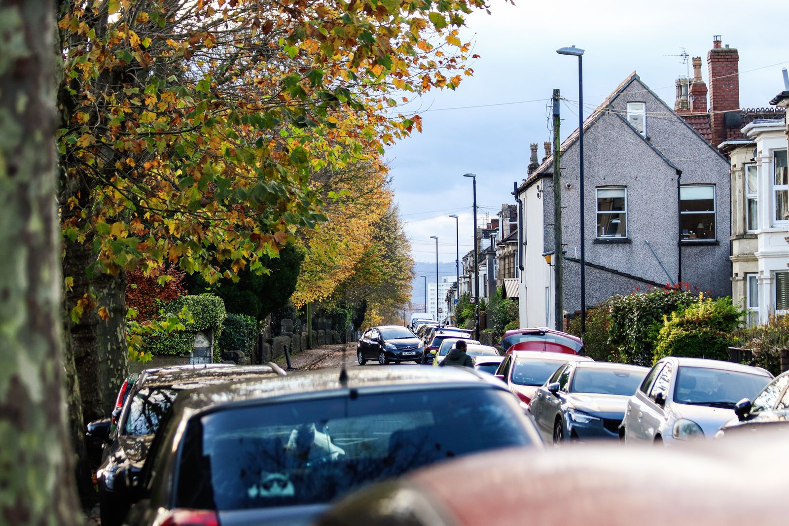 Autumn trees along a residential street