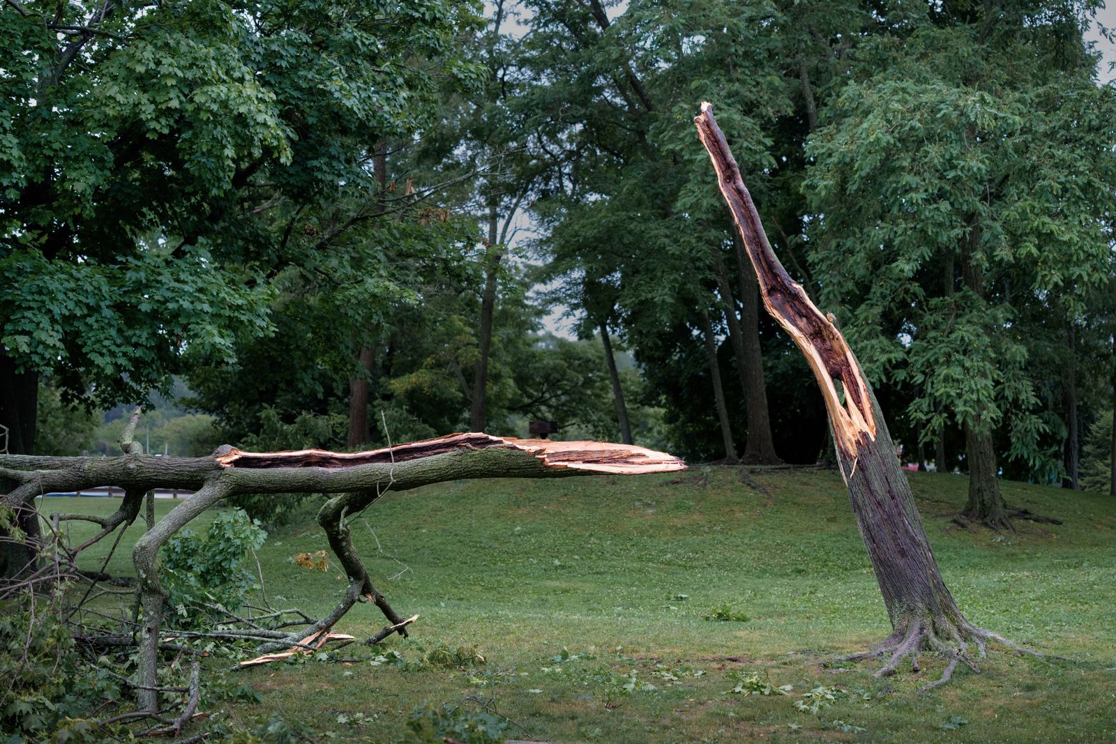 Storm-damaged tree lying across a residential street