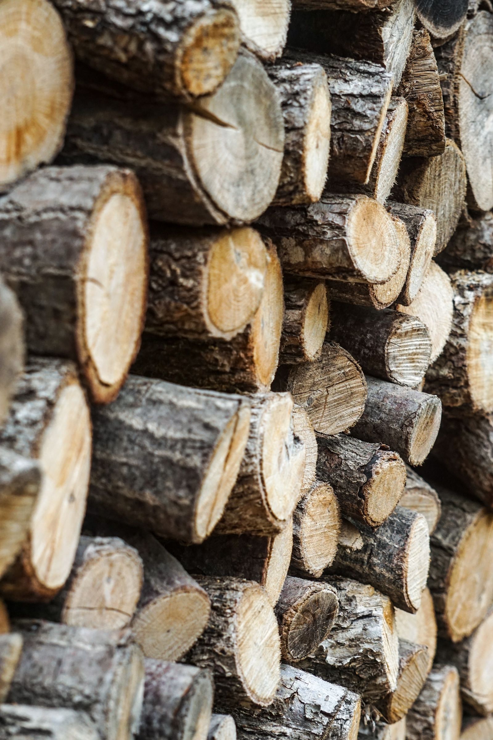 Stacked logs milled and split from removed trees